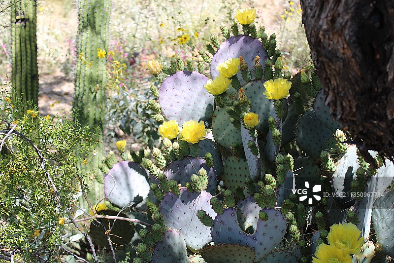 美国亚利桑那州图森田野中黄色开花植物特写图片素材