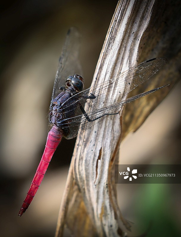 尼泊尔当区植物上昆虫的特写图片素材