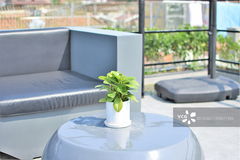 桌子上的绿色盆栽图片素材