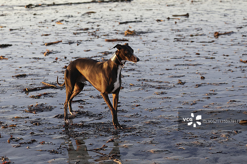 灰狗在法国海滩岸边行走侧面照图片素材