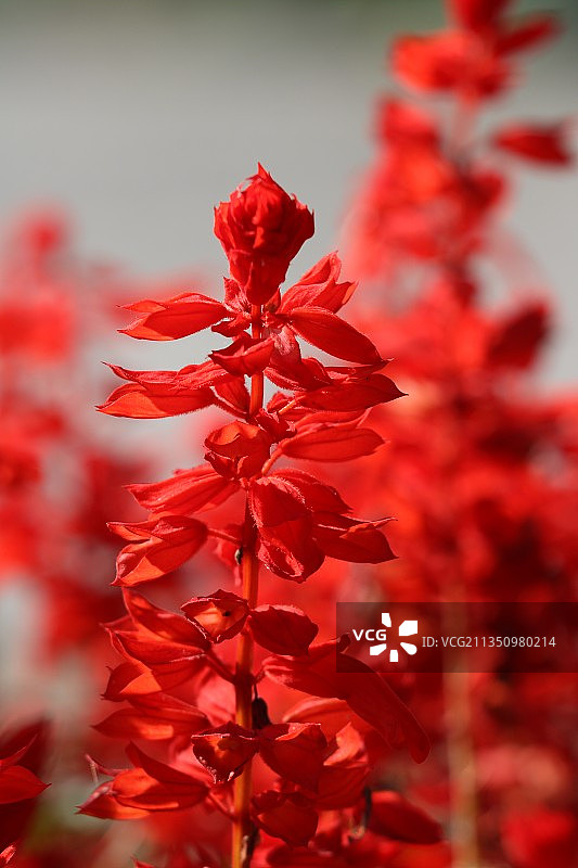 红色开花植物的特写图片素材