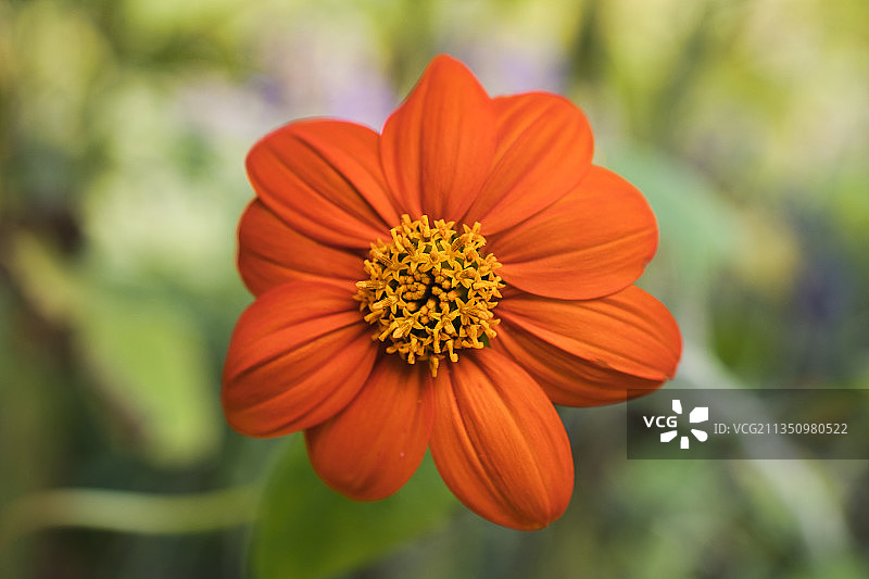 橙色花朵的特写，美国纽约州伊萨卡图片素材