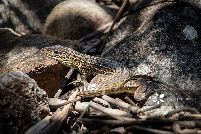 巴西卡瓦尔坎特：岩石上鬣蜥的特写图片素材