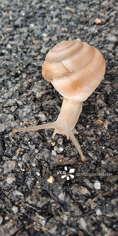 印度安得拉邦田野蘑菇特写图片素材