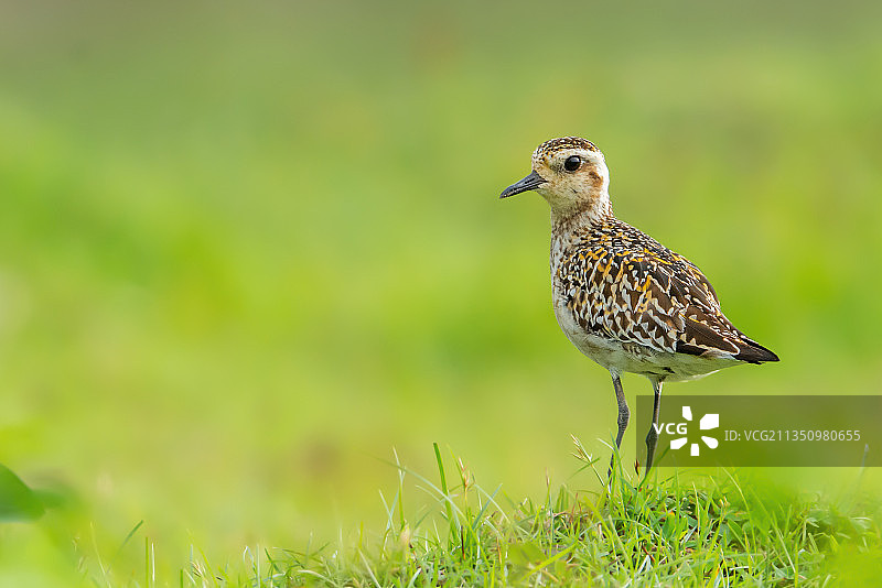 印度特里普拉邦草地上的 Killdeer 鸟栖息特写图片素材