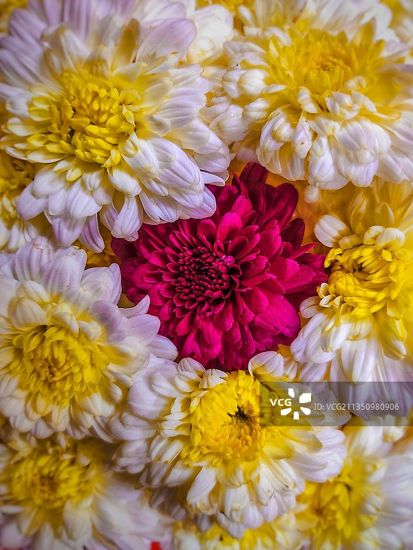 特写的花图片素材