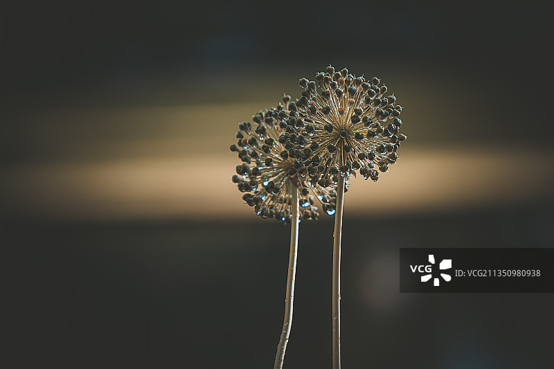 德国波尔塔韦斯特法利卡：田野上枯萎植物的特写图片素材