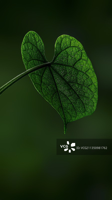 绿叶的特写图片素材