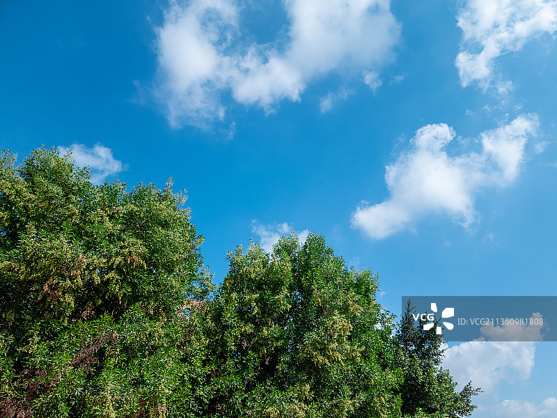 埃及卡尔亚特阿布阿扎伊姆蓝天下树木的仰视角度图片素材