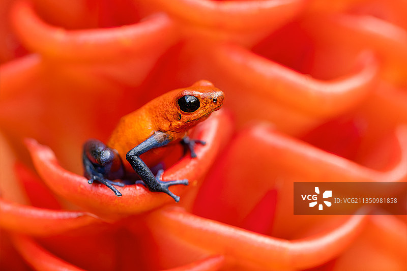 红色花朵上的青蛙特写图片素材