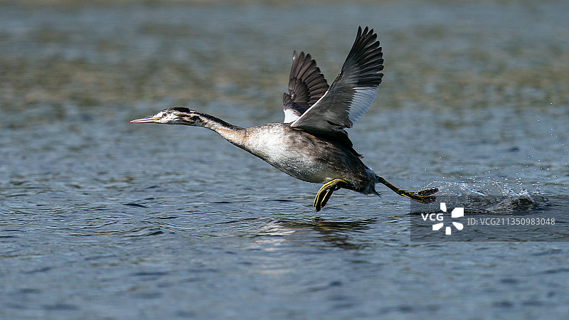 特写的水鸭飞过湖，中池，特尔福德，英国，英国图片素材