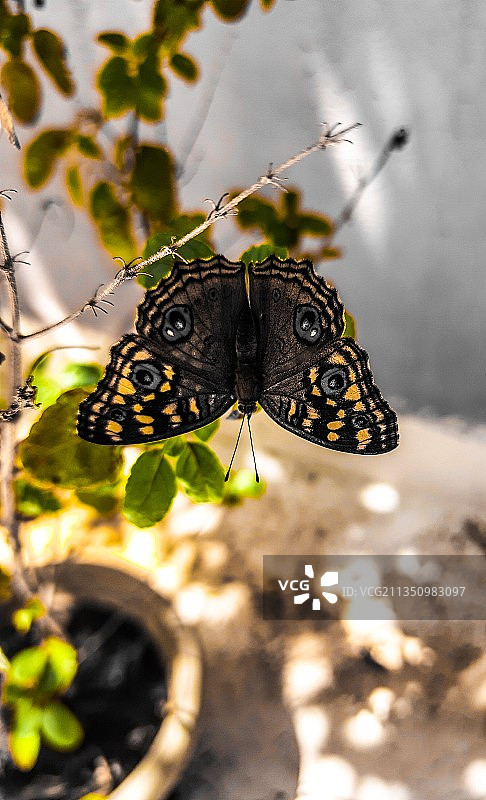 树叶上的蝴蝶特写，金奈，泰米尔纳德邦，印度图片素材