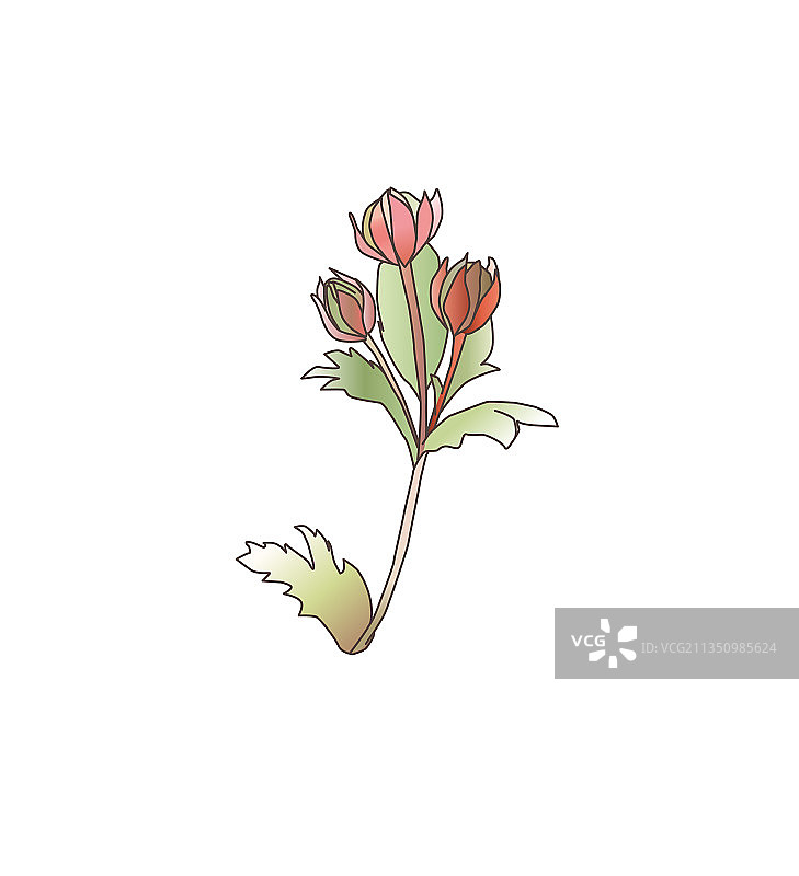 野花毛茛花线条画图片素材