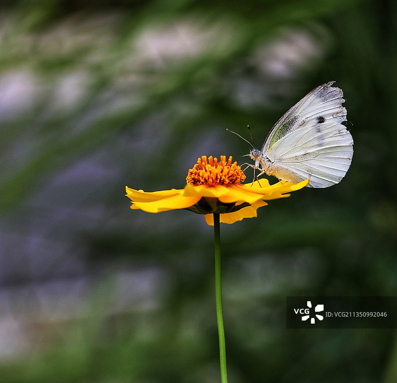 蝶恋花图片素材