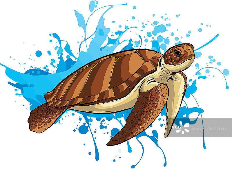 水中的海龟图片素材