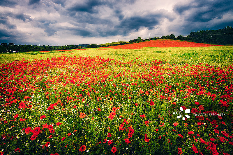 罂粟花海图片素材