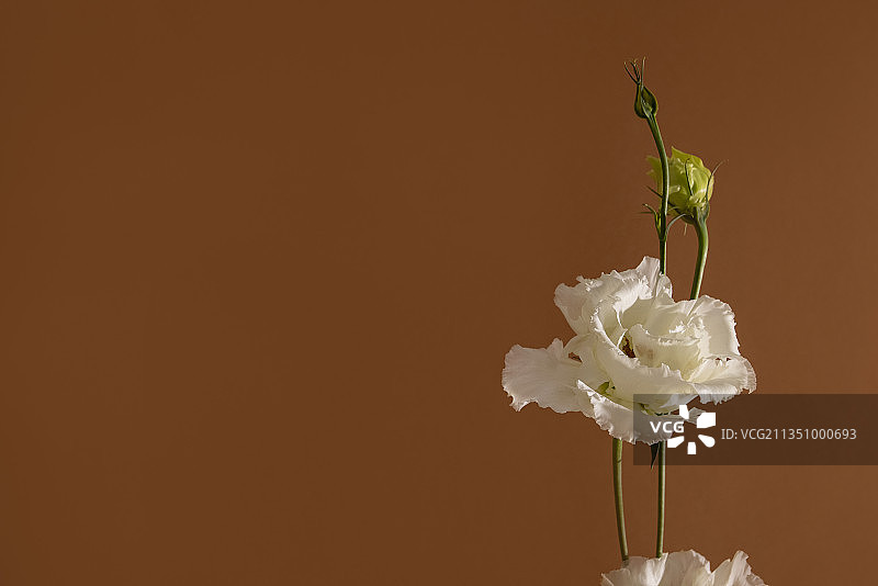 黑色背景下的白色玫瑰特写图片素材