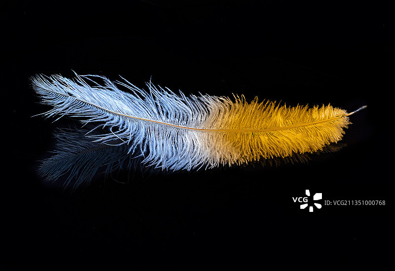 黑色背景上的羽毛特写图片素材