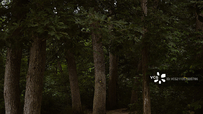 饥饿岩州立公园森林树木，美国图片素材