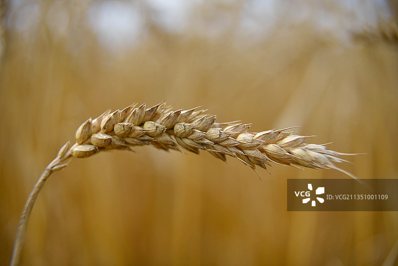 英国斯蒂夫尼奇农场的麦田特写图片素材