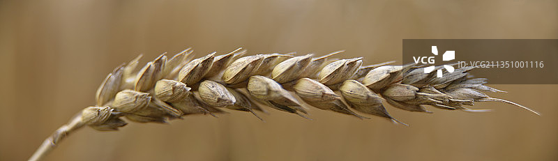 英国斯蒂夫尼奇农场枯萎植物特写图片素材