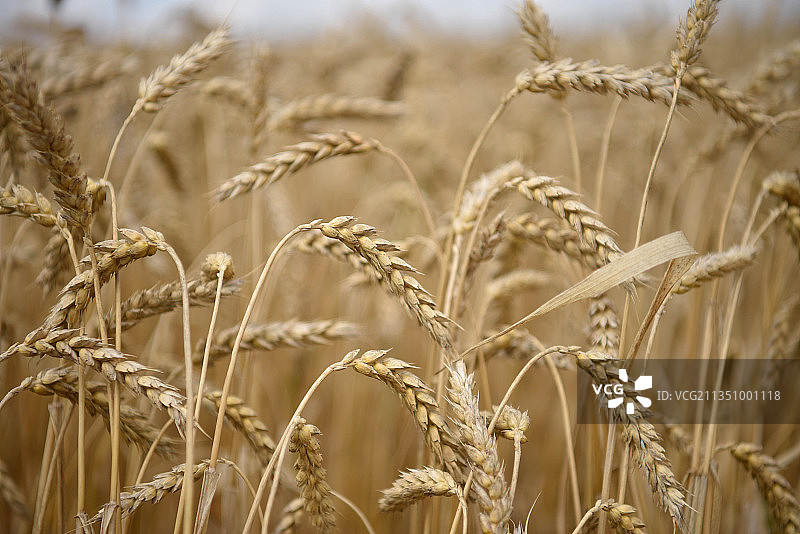 英国斯蒂夫尼奇农场的麦田特写图片素材