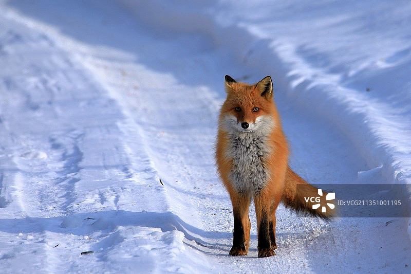 红狐站立雪地肖像图片素材