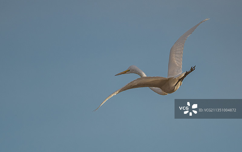 仰视视角：白鹭飞翔于晴朗天空，圣哈辛托野生动物保护区，美国图片素材