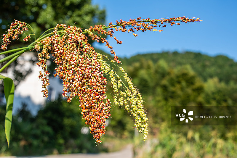 秋天的红高粱图片素材