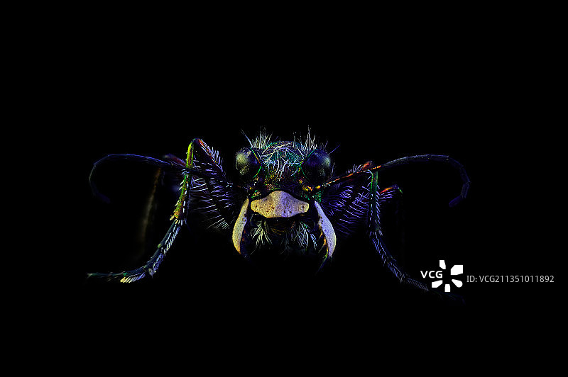 黑色背景上的绿色虎甲虫特写镜头图片素材