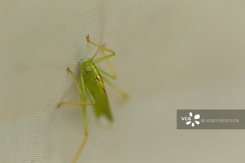蚱蜢特写图片素材