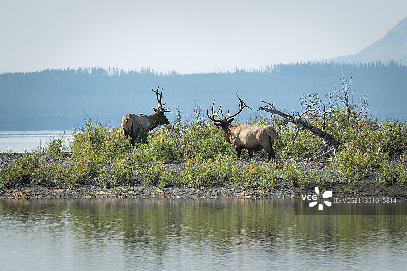 两只麋鹿在黄石湖边（美国怀俄明州）图片素材