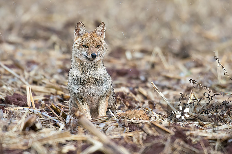 巴西田野上的红狐肖像图片素材