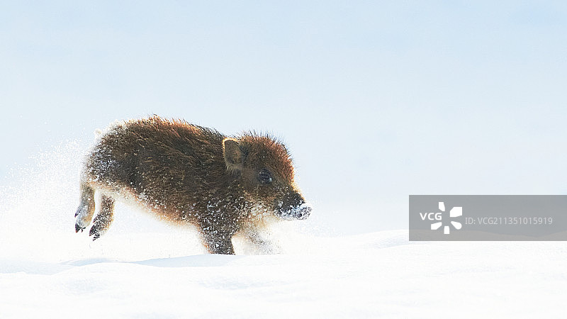 雪地里的小野猪图片素材