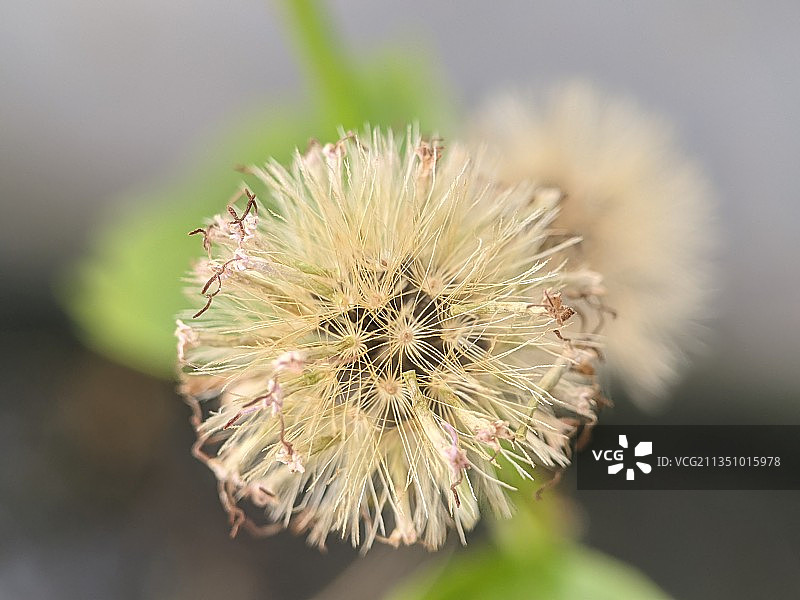 蒲公英花的特写镜头图片素材
