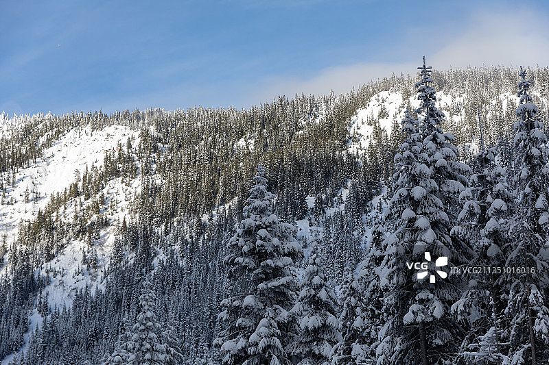 雪覆盖的树木，美国华盛顿州利文沃思图片素材