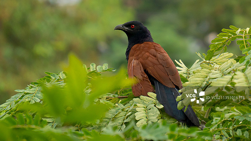 坐在树上的大鸦鹃，印度图片素材