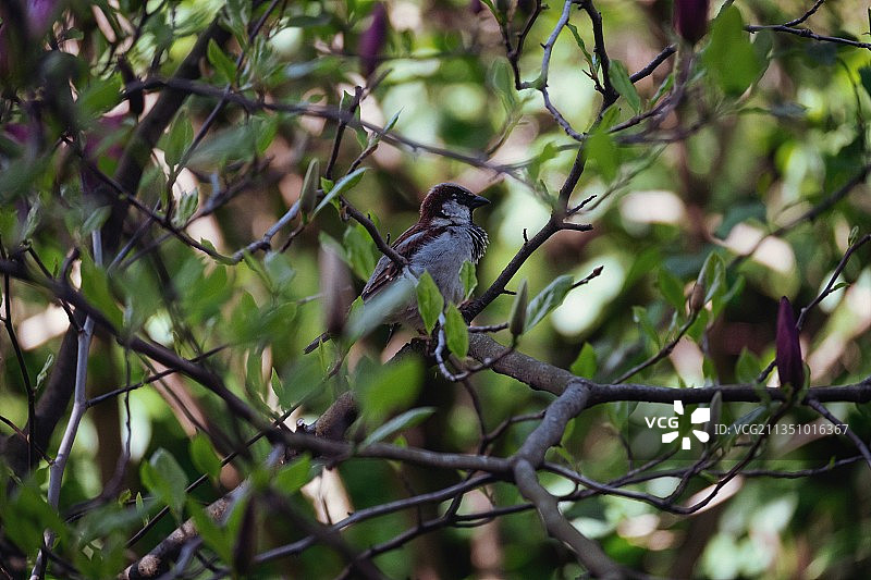 乌克兰鸣禽栖息于树上仰视美景图片素材