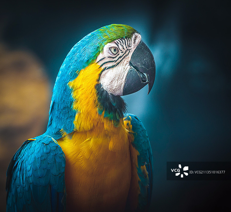 金色和蓝色金刚鹦鹉特写，新山，柔佛，马来西亚图片素材