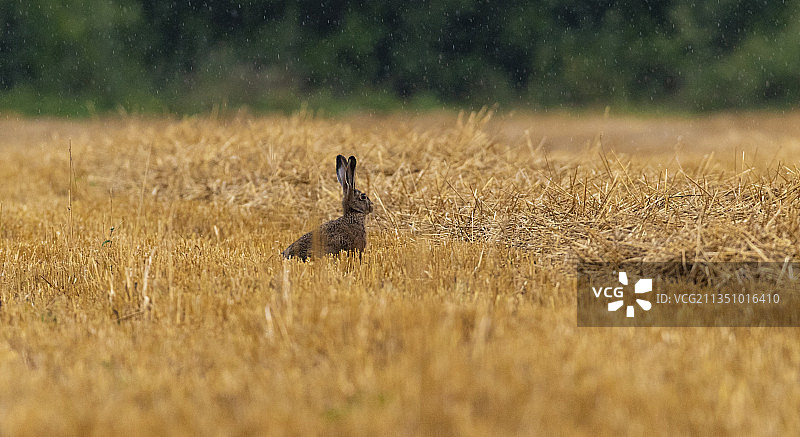 狐狸坐在草地上的侧视图图片素材