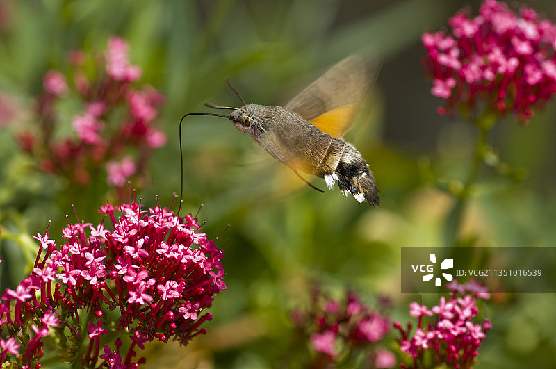 蓝色颏蓝宝石蜂鸟飞过粉色花朵的特写图片素材