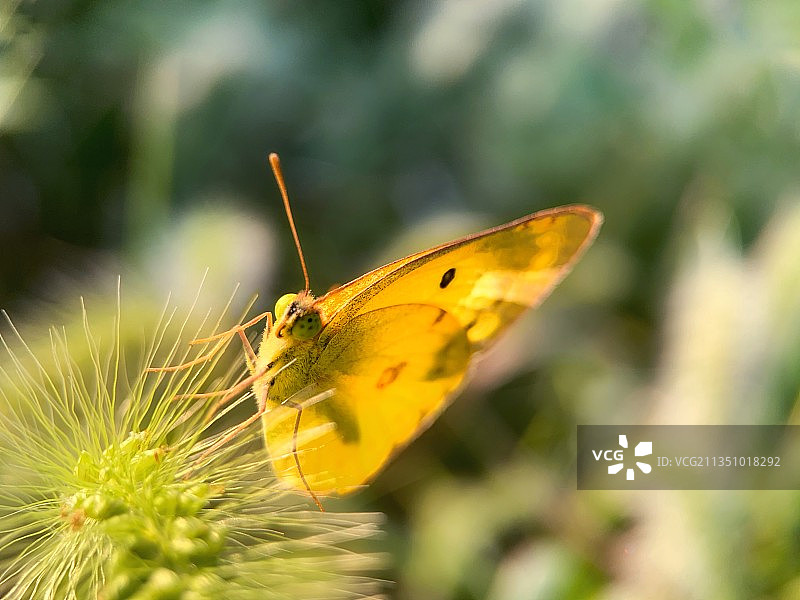 被阳光镶金的黄粉蝶图片素材