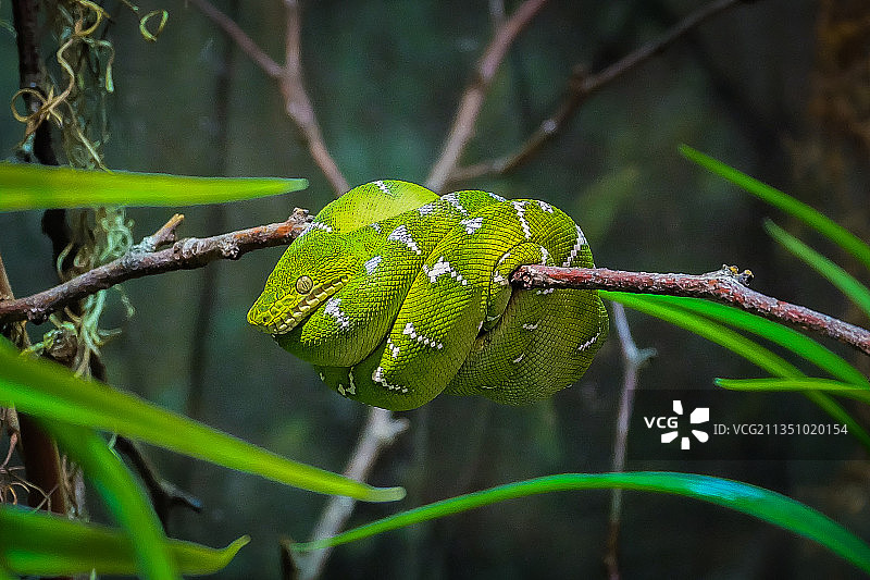 树枝上的翠绿树蟒图片素材