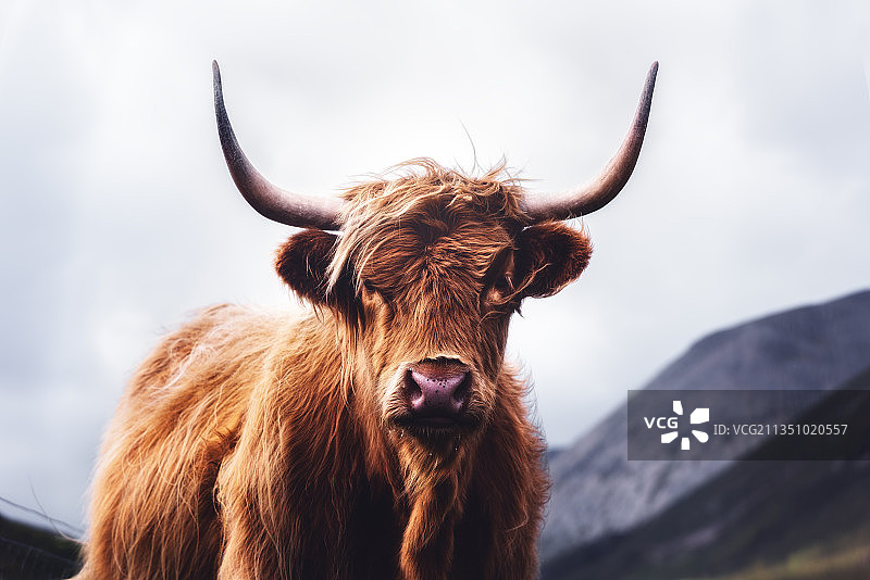 站在天空下的高地牛，英国斯特灵图片素材
