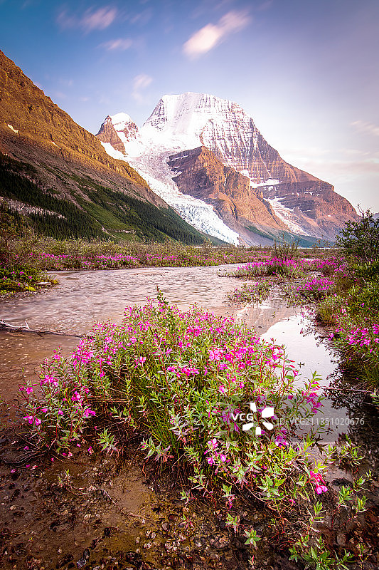 加拿大罗布森山天空下花卉山脉风光图片素材