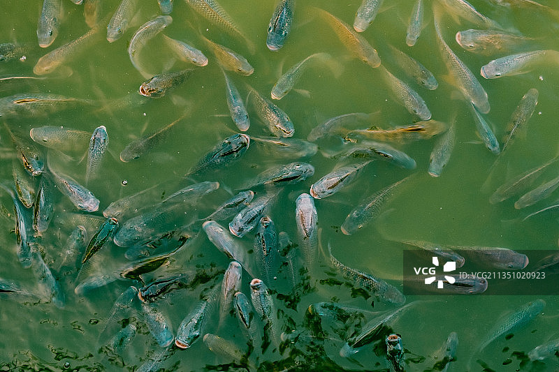 湖中游动的鱼群的完整画面图片素材