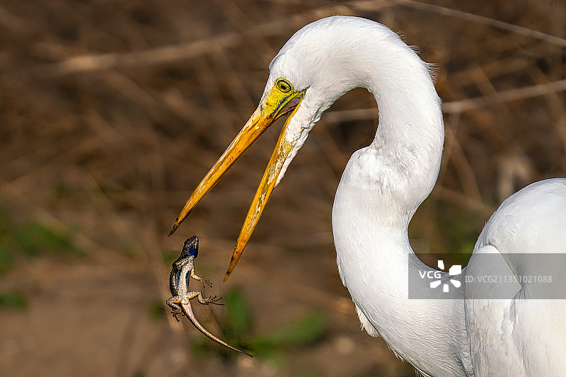 户外栖息的白鹭特写，美国加利福尼亚州亨廷顿海滩图片素材