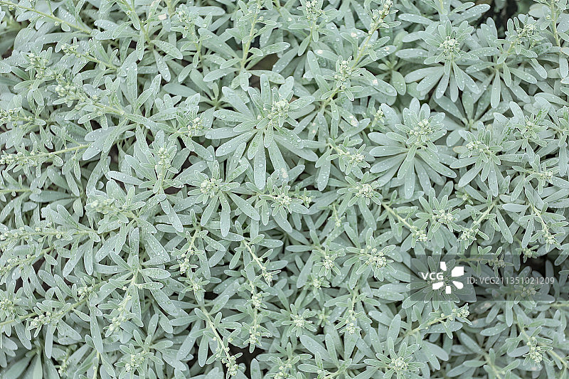 日本植物全画幅照片图片素材