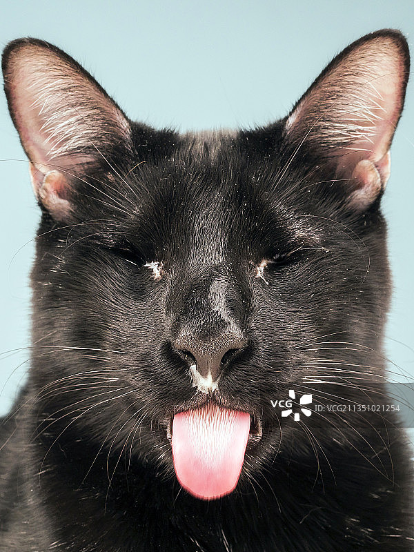 西班牙马德里黑猫特写肖像图片素材