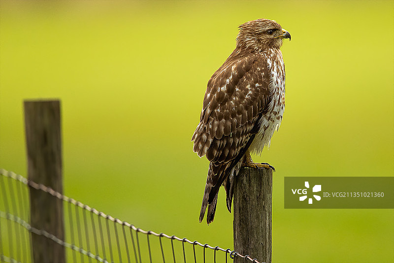 猛禽栖息在栅栏上特写，美国佛罗里达州莱克兰图片素材